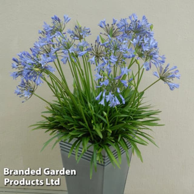 Thompson & Morgan Agapanthus Blue Storm 9Cm Potted Plant X 2