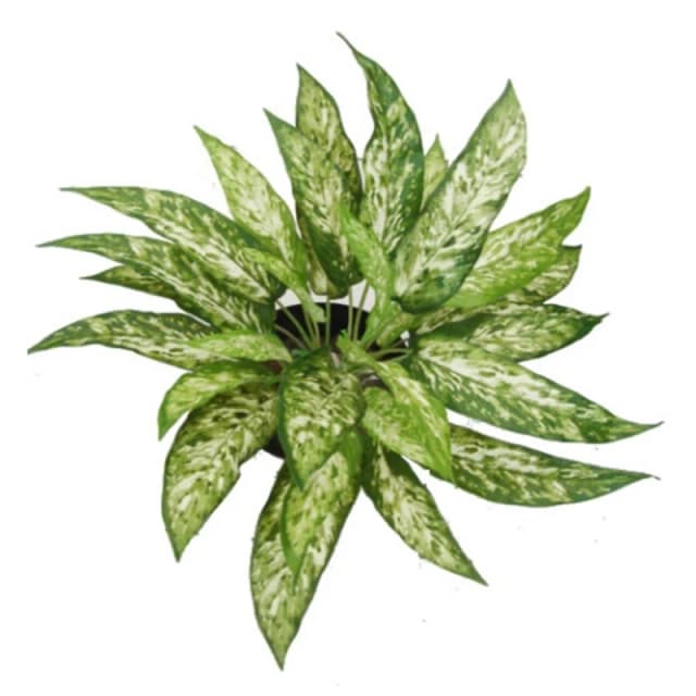 N/A 45cm Fire Retardant Artificial Aglaonema Bush