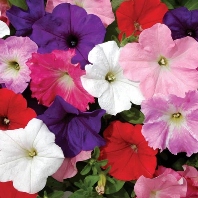 YouGarden Petunia Easy Wave Ult Mix (20 Garden Ready Plants) Garden Flowers and Plants 20 Plants Multi 40561699000