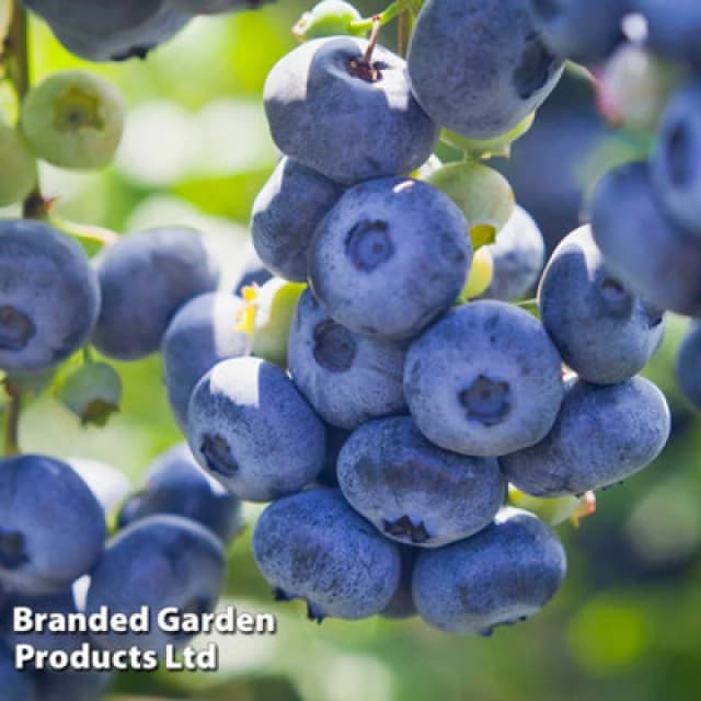 Thompson & Morgan Grow Your Own Fruit Blueberry (Vaccinium) Draper 1.5 Litre Pot X 1