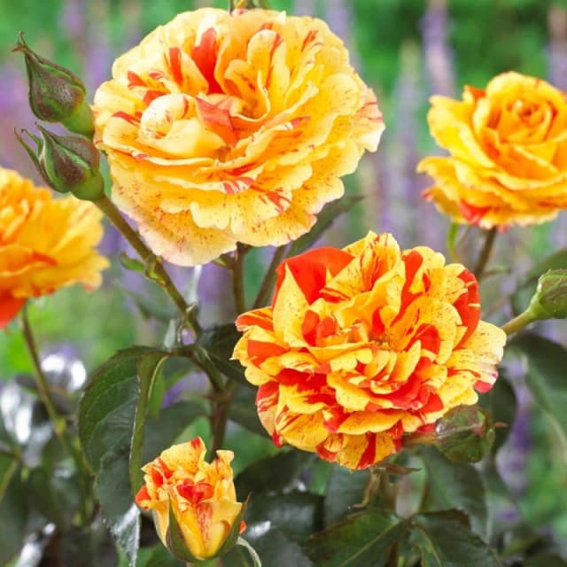 YouGarden Pair of Bare Root Roses - Oranges & Lemons Multi unisex 2 bare rt