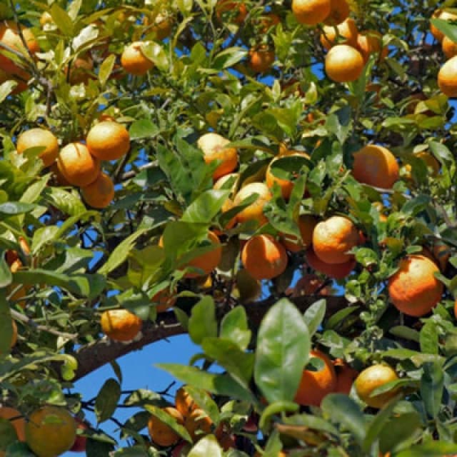 Thompson & Morgan Citrus Tree Lime (Citrus Limonia) Rangpur 5 Litre Potted Plant X 1