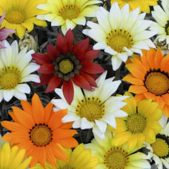 Thompson & Morgan Gazania Talent Mixed 1 Seed Packet (20 Seeds)