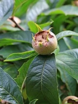 Sibleys Patio Medlar Tree 2L