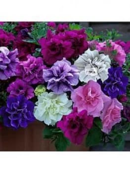 Fragrant Double Petunia 'Tumbelina Collection' 12 X Jumbo Plugs