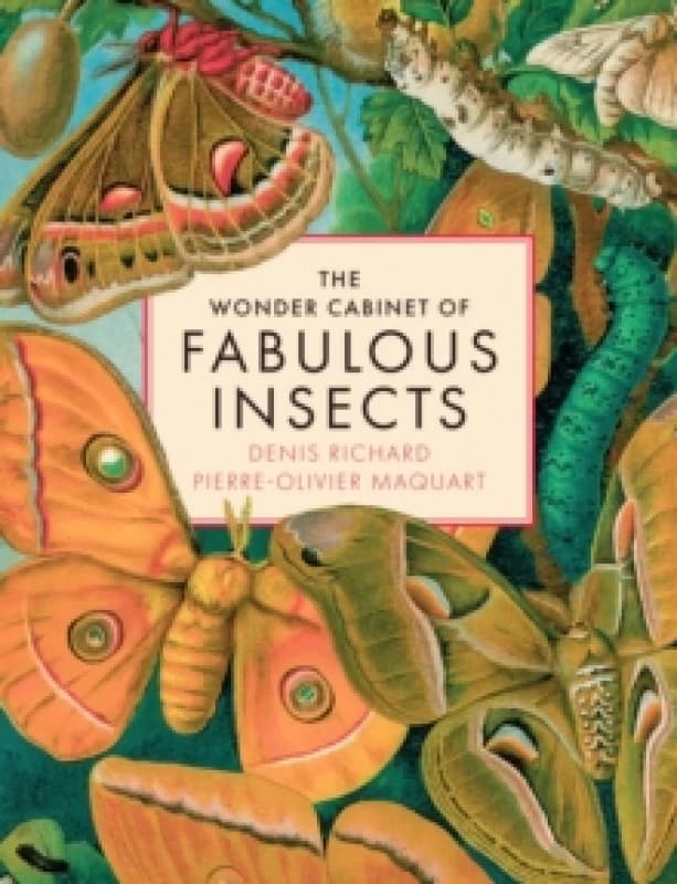 The Wonder Cabinet of Fabulous Insects : Secrets of the Worlds Rarest and Strangest Insects Hardback