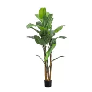 Crossland Grove Banana Palm H2030Mm