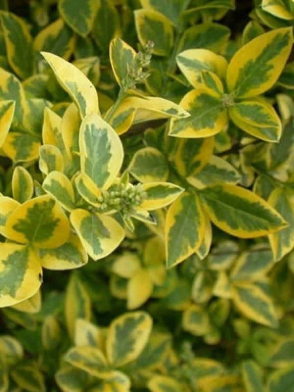 Inspirational Gifting 1-2ft Golden Privet (Ligustrum Aureum) Evergreen Hedging Plants - Pack Of 10