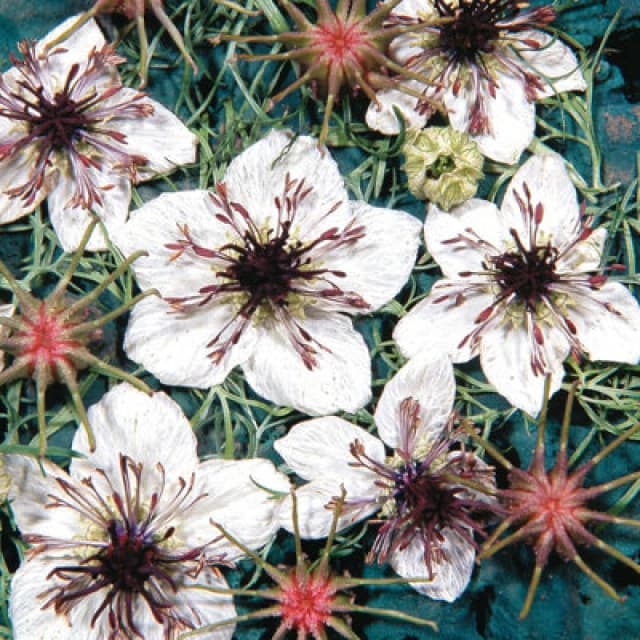 Thompson & Morgan Nigella Papillosa African Bride Pure White Flowers Purple Stamens Easy Grow Annual 500 Seeds