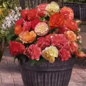 YouGarden Begonia Heaven Scent x 10 Tubers
