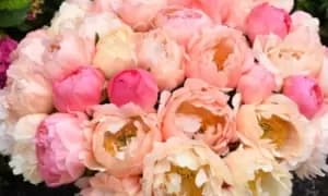 Peony Coral Sunset Plant: One