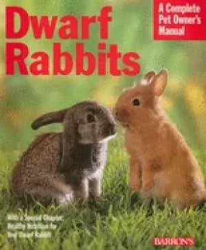 dwarf rabbits