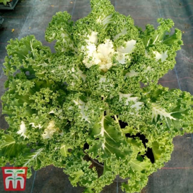 Thompson & Morgan Kale Frost Byte F1 1 Seed Packet (20 Seeds)