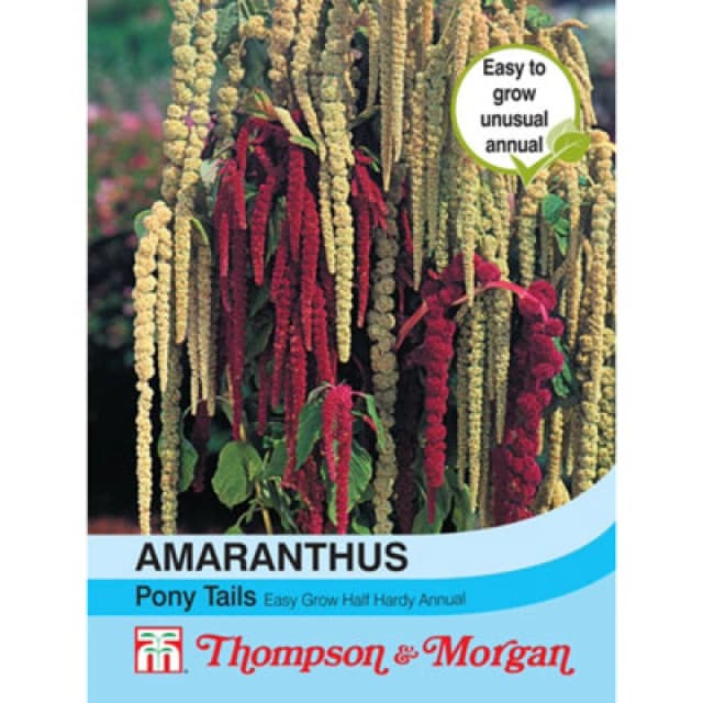 Thompson & Morgan Amaranthus Caudatus Pony Tails Mixed 1 Seed Packet (1000 Seeds)