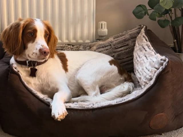 Snug & Cosy Pets Snug And Cosy Pets Novara Brown Rectangle Bed 21"