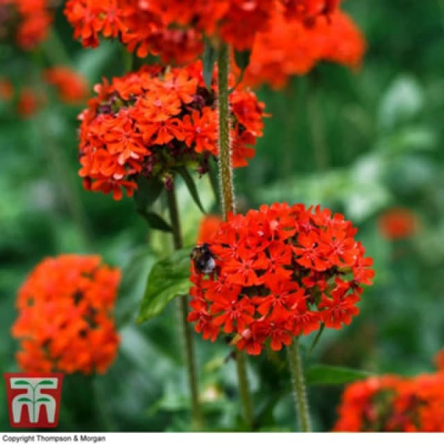Thompson & Morgan Perennial - Lychnis Chalcedonica - 1 Packet (60 Seeds)