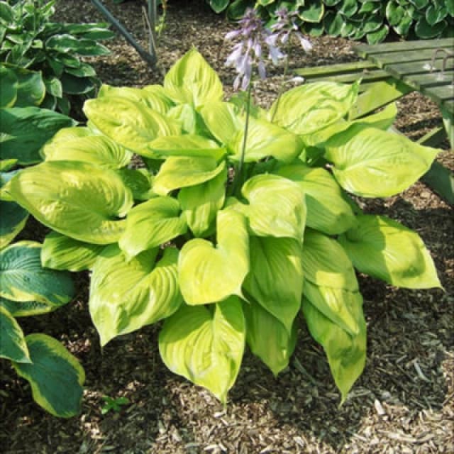 Thompson & Morgan Hosta Hybrid Sum And Substance 9Cm Potted Plant X 1