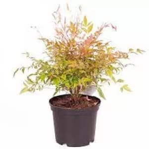 Nandina Twilight 2L