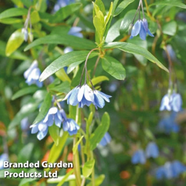 Thompson & Morgan Sollya Heterophylla 9Cm Pot X 1