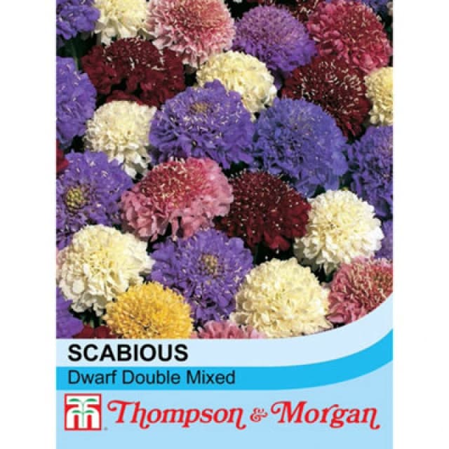 Thompson & Morgan Scabious Dwarf Double Mixed 1 Packet (70 Seeds)