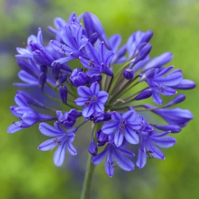 Yougarden Natural Agapanthus Africanus 'blue African Lily' X 10 Bare Roots Plants, Outdoor Garden Ready Perennial Plants, Perfect