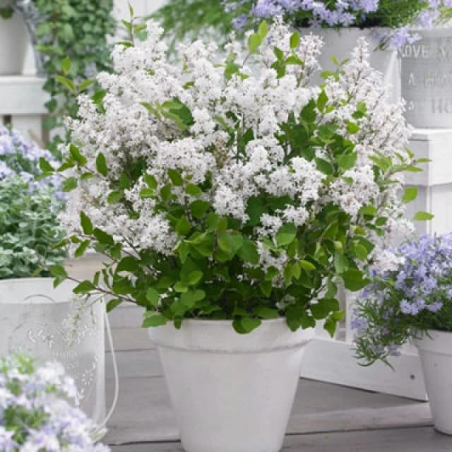 Thompson & Morgan Syringa Meyeri Flowerfesta White (Standard) 3 Litre Potted Plant X 1