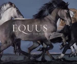 Equus by Tim Flach Hardback