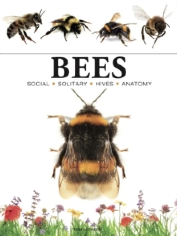 Bees Paperback / softback