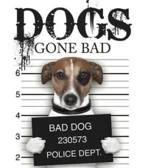 Dogs gone bad by Jack Russell