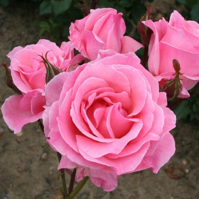 YouGarden Rose Queen Elizabeth (4L Pot) Pink unisex 4L Pot