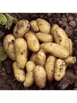 Seed Potato 'Charlotte' (Pack Of 6 Tubers)