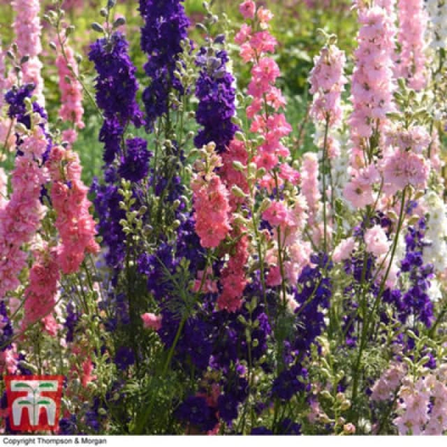 Thompson & Morgan Larkspur The Seven Dwarfs 1 Packet (150 Seeds)