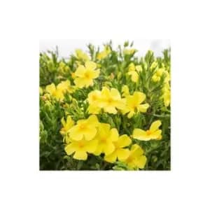 Halimium 'April Sun' 2L 20/25cm