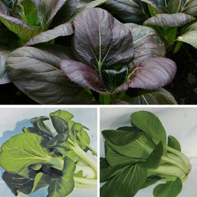 Thompson & Morgan Pak Choi Tricolour Mix 1 Seed Packet