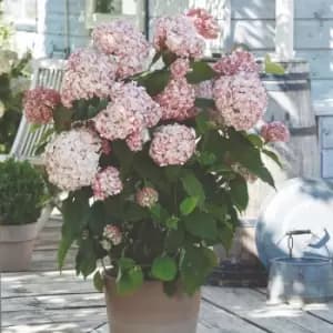 Thompson & Morgan Hydrangea arb Candybelle Bubblegum 9cm Pot x 1