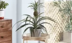 Pineapple Plant: One