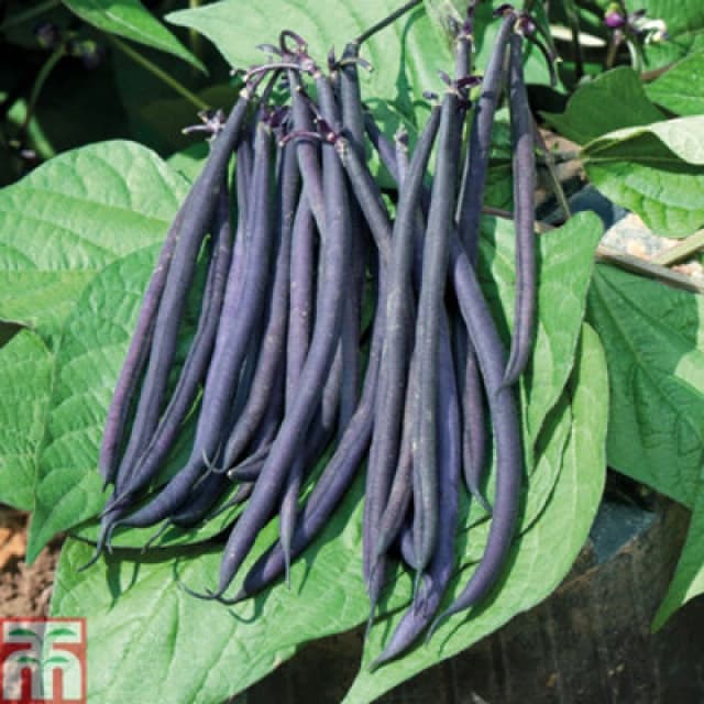 Thompson & Morgan Dwarf Bean Mistic 1 Packet (40 Seeds)