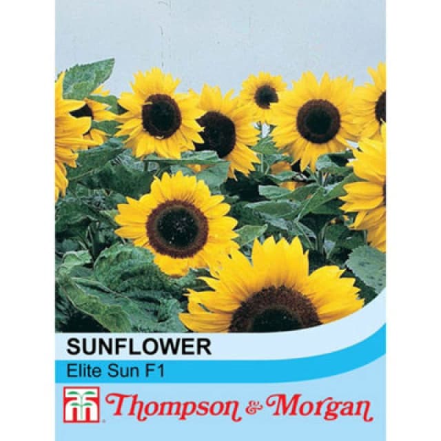 Thompson & Morgan Sunflower Elite Sun F1 Hybrid 1 Packet (20 Seeds)