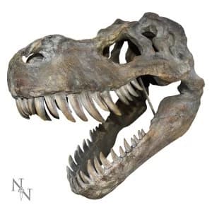 Tyrannosaurus Rex Large Skull