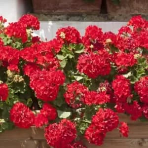 Yougarden Geranium Ultimate Red Plants 20 Pack