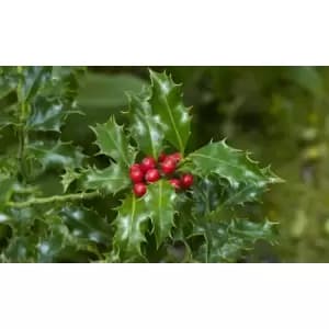Thompson & Morgan Thompson and Morgan Holly Ilex 'Green Alaska' 2 Litre Pot - 1 plant