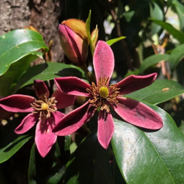 Thompson & Morgan Magnolia Hybrid Stellar Ruby 9Cm Potted Plant X 1