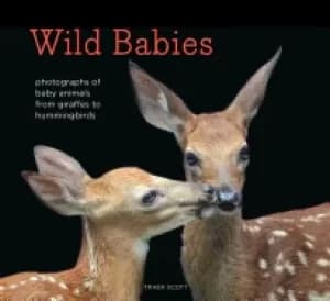 wild babies photographs of baby animals from giraffes to hummingbirds
