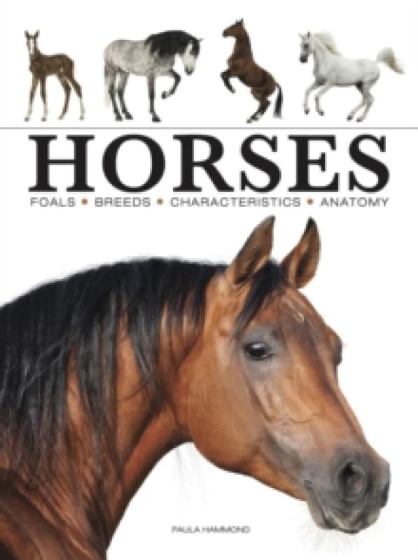 Horses Paperback / softback