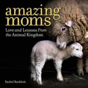 amazing moms love and lessons from the animal kingdom