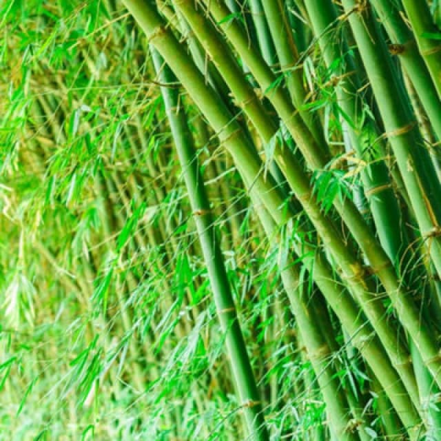 Thompson & Morgan Phyllostachys Bissetti 100/150 10 Litre Potted Plant X 1