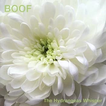 Boof - Hydrangeas Whisper CD