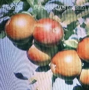 Psychic Data by TVAM CD Album