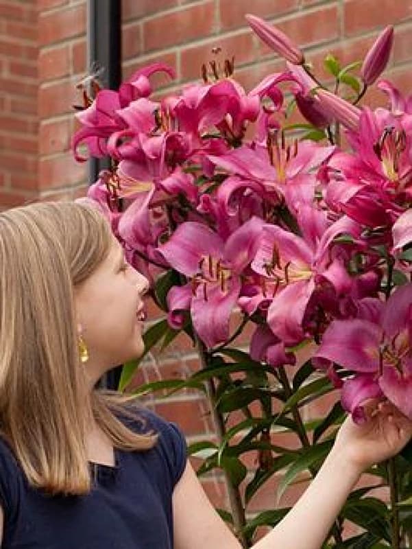 You Garden Skyscraper Lily 'Robina' - 3 Bulbs One Colour WFHUN Unisex
