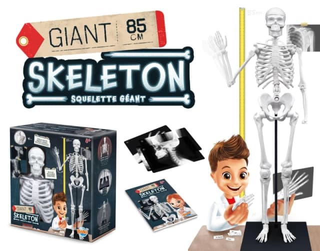 Buki Skeleton - 85cm in White Size: 1 Pack White Unisex 1 Pack